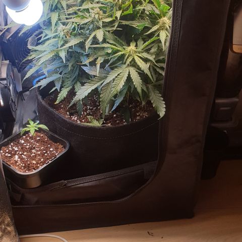 Rhino Ryder growlog timeline photo
