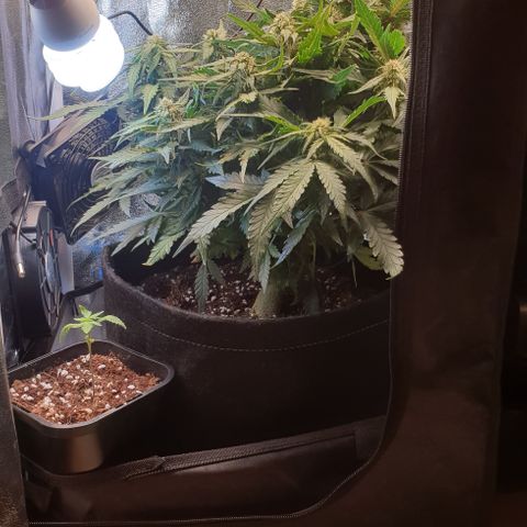 Rhino Ryder growlog timeline photo