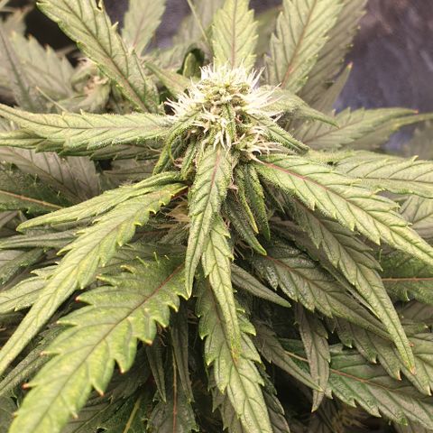 Rhino Ryder growlog timeline photo