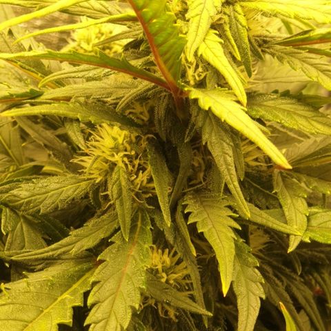Rhino Ryder growlog timeline photo
