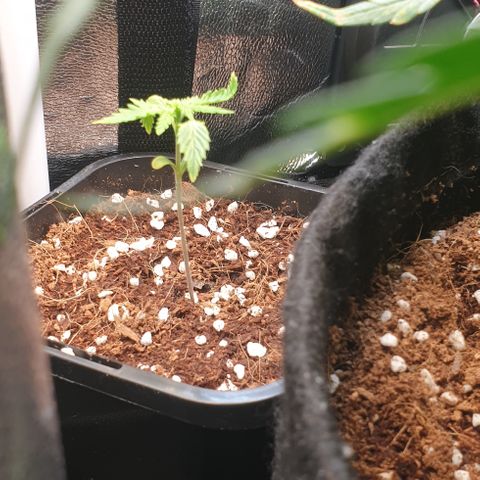 Rhino Ryder growlog timeline photo