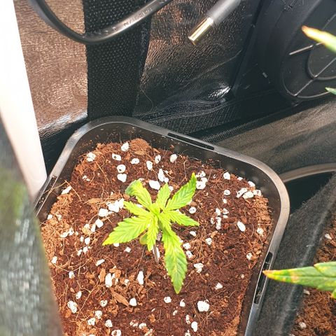 Rhino Ryder growlog timeline photo