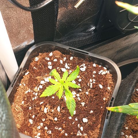 Rhino Ryder growlog timeline photo