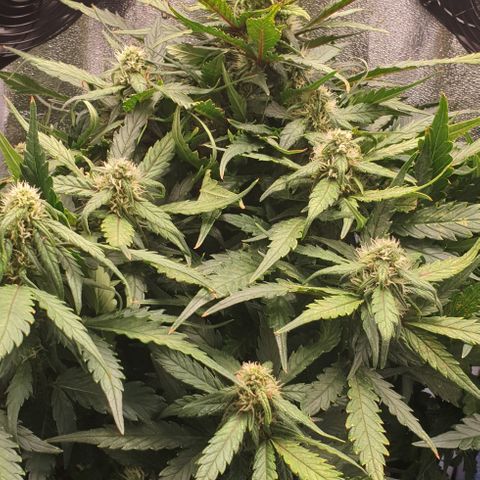 Rhino Ryder growlog timeline photo