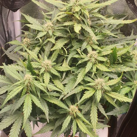 Rhino Ryder growlog timeline photo