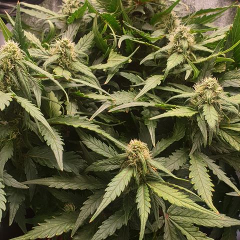 Rhino Ryder growlog timeline photo