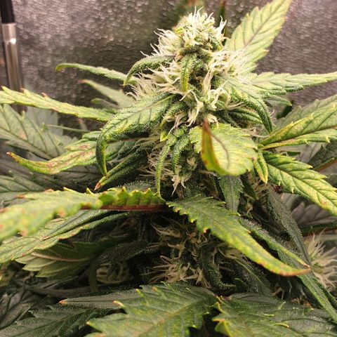 Rhino Ryder growlog timeline photo