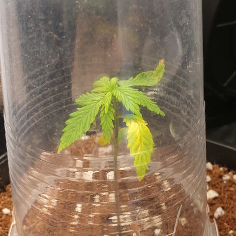 Rhino Ryder growlog timeline photo
