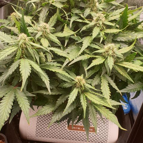 Rhino Ryder growlog timeline photo