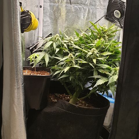 Rhino Ryder growlog timeline photo