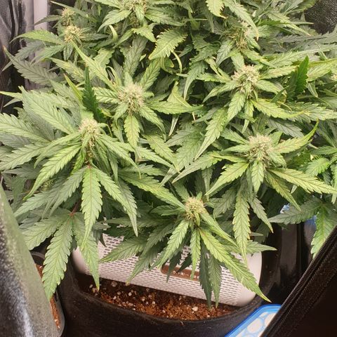 Rhino Ryder growlog timeline photo
