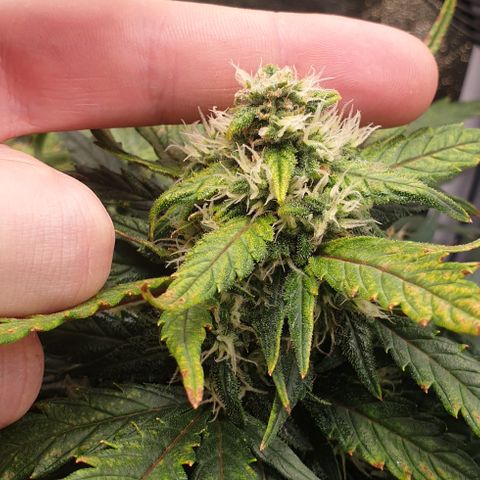 Rhino Ryder growlog timeline photo