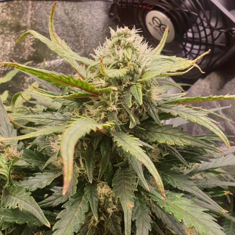 Rhino Ryder growlog timeline photo