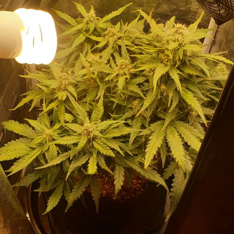 Rhino Ryder growlog timeline photo