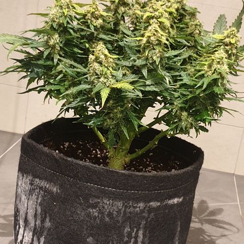 Rhino Ryder growlog timeline photo