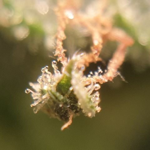 Rhino Ryder growlog photo: Final harvest