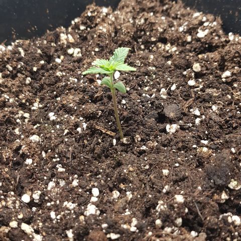 Unknown strain growlog photo: inalis ang dome
spray konti
continuous fan 