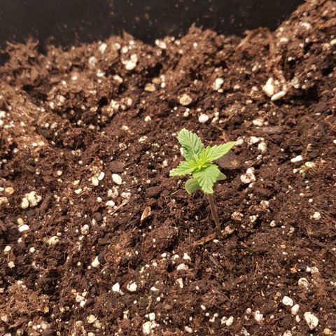 Unknown strain growlog photo: inalis ang dome
spray konti
continuous fan 