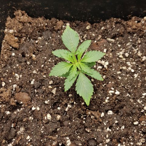 Unknown strain growlog photo: rh 68
temp 26
light 2.5 ft