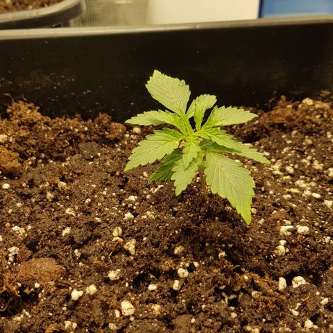 Unknown strain growlog photo: rh 68
temp 26
light 2.5 ft