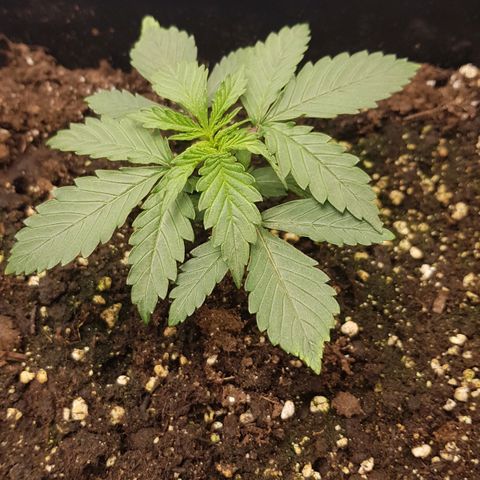 Unknown strain growlog timeline photo