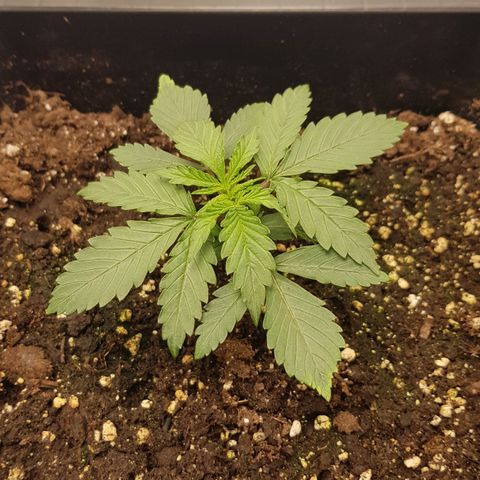 Unknown strain growlog timeline photo