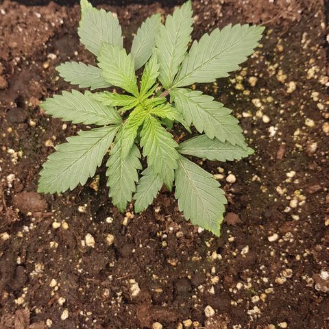 Unknown strain growlog timeline photo