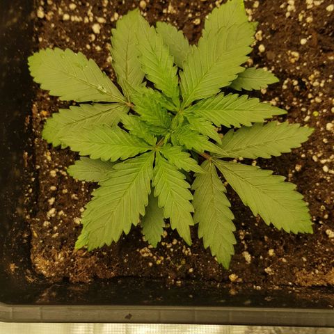 Unknown strain growlog timeline photo
