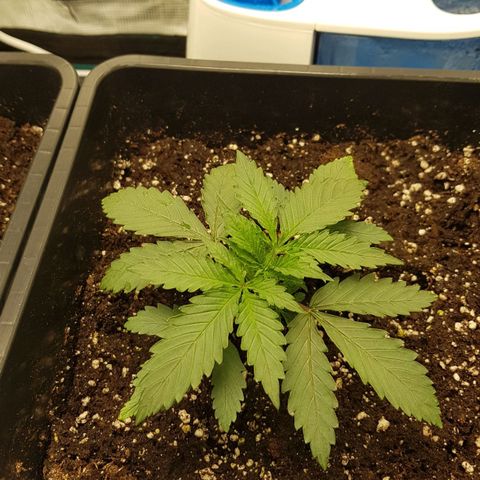Unknown strain growlog timeline photo