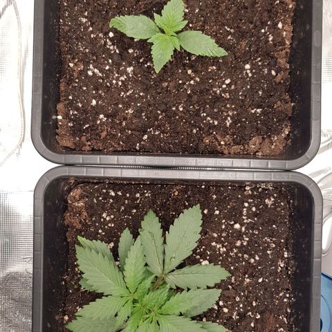 Unknown strain growlog timeline photo