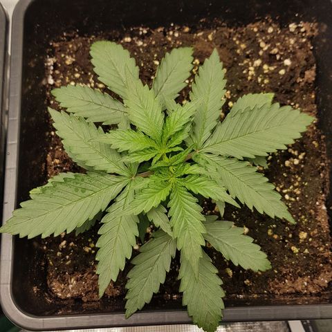 Unknown strain growlog timeline photo