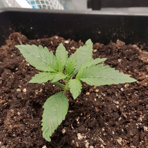 Unknown strain growlog timeline photo