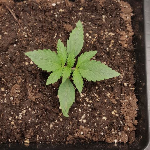 Unknown strain growlog timeline photo