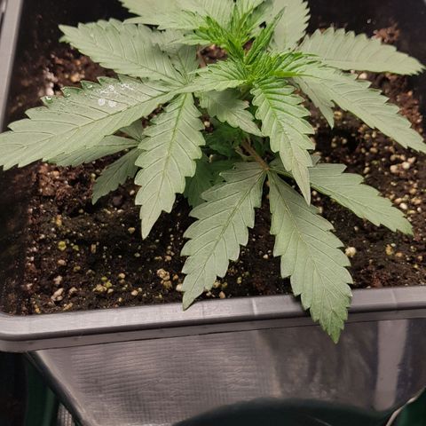Unknown strain growlog timeline photo