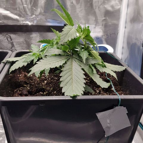 Unknown strain growlog timeline photo