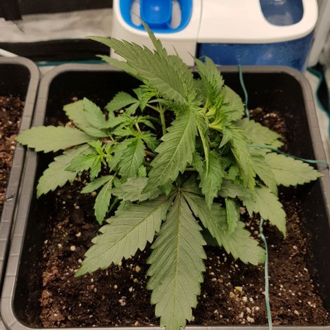 Unknown strain growlog timeline photo