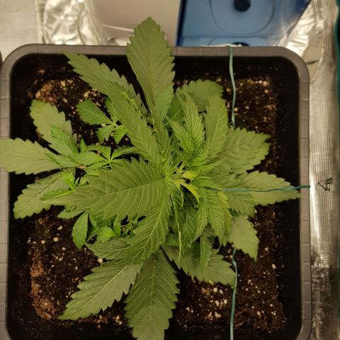 Unknown strain growlog timeline photo