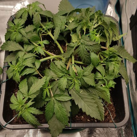 Unknown strain growlog timeline photo