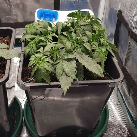 Unknown strain growlog timeline photo
