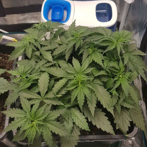 Unknown strain growlog timeline photo