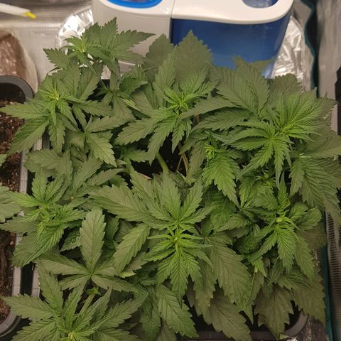 Unknown strain growlog timeline photo