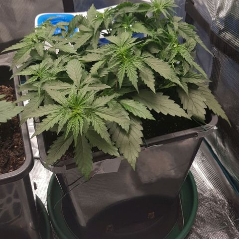 Unknown strain growlog timeline photo