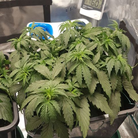 Unknown strain growlog timeline photo