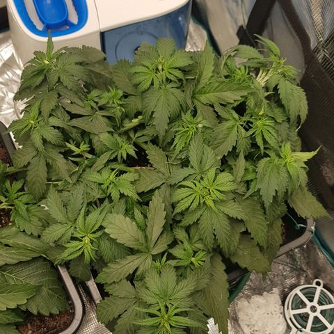 Unknown strain growlog timeline photo