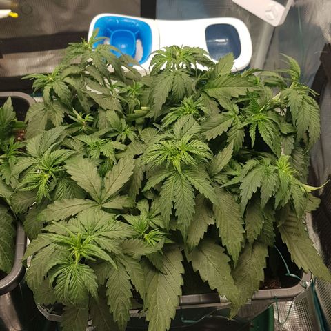 Unknown strain growlog timeline photo