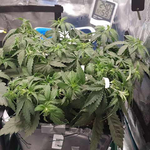 Unknown strain growlog timeline photo