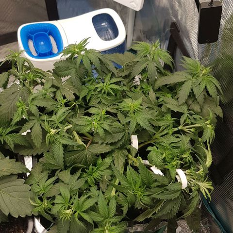 Unknown strain growlog timeline photo