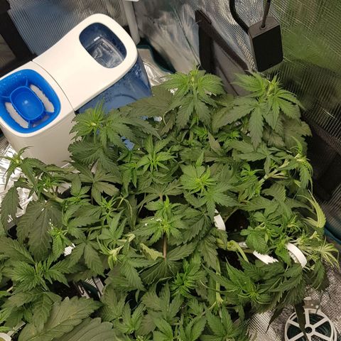 Unknown strain growlog timeline photo