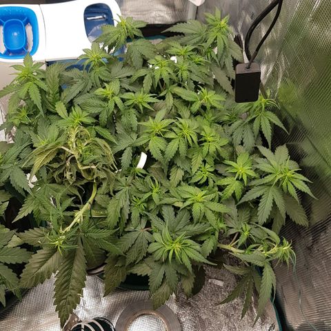 Unknown strain growlog timeline photo