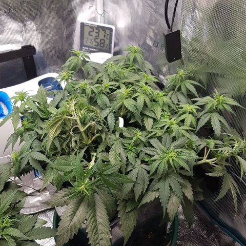 Unknown strain growlog timeline photo